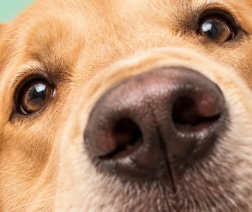 Close-up of a golden retriever's brown eyes and dark nose against a mint background.