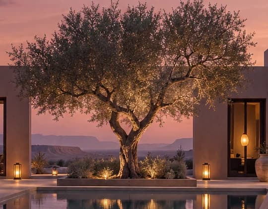 Close-up of the uplit olive tree, lanterns and a lit doorway behind the courtyard pool at dusk